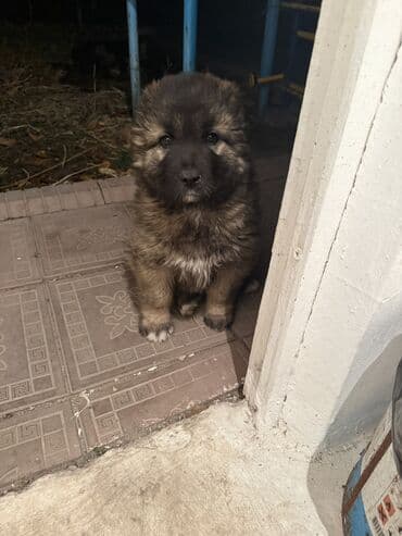 коровы токмок: Щенки Кавказкой овчарки.больше месяца. Прививка еще не — 3