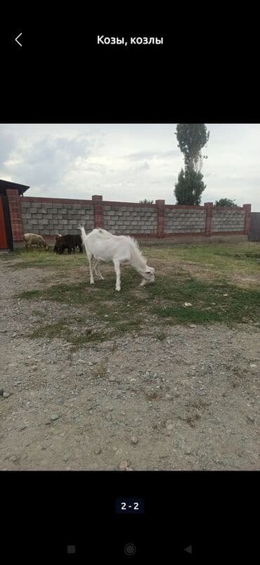 коза дойная: Сатам | Теке (эркек) — 1