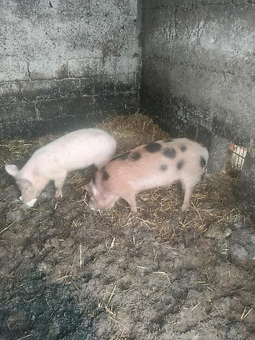 Продаю | Поросенок | На забой