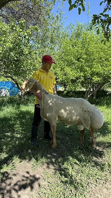 дончак тайлар: Продаю | Баран (самец) | Для разведения | Племенные — 2