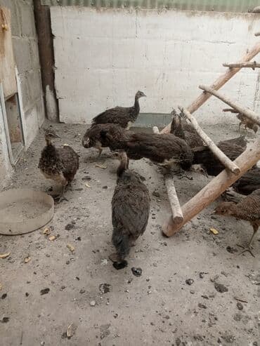 Грызуны: Продаю подростков индийских павлинят этого года парами и по — 7