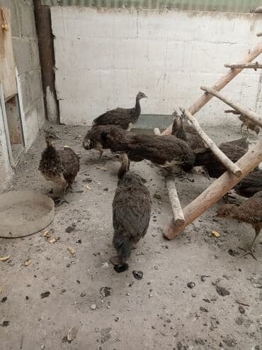 домашние попугаи корелла: Продаю павлинят этого года парами и по отдельности — 6