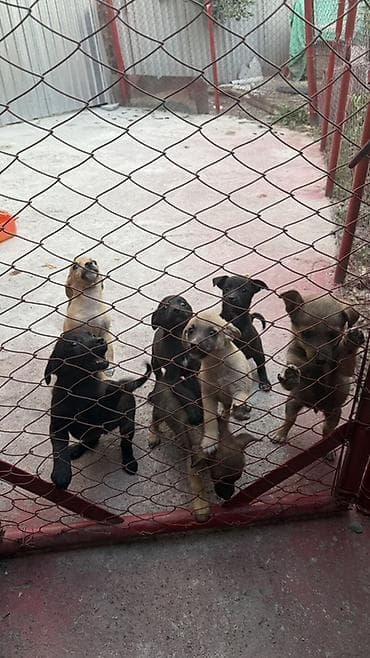 Животные: Щенки из вольера - Помёт активных разнопёстрых малышей: есть чёрные — 6