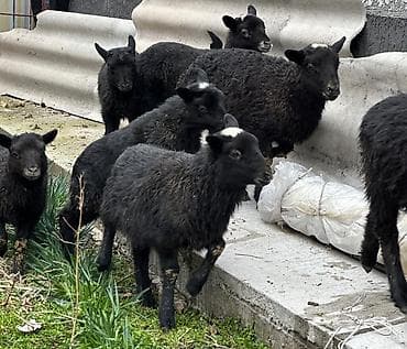 овчарка девочка: Продаю | Овца (самка), Баран (самец) | Гиссарская, Арашан, Романовская | Для разведения | Племенные, Котные, Матка — 3