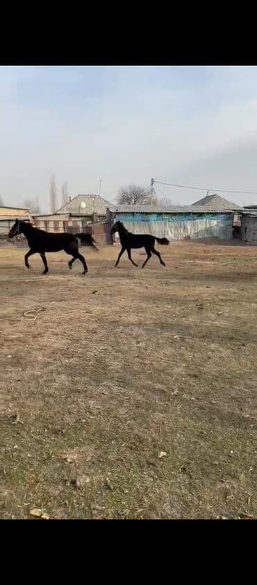 Собаки: Продаю | Кобыла (самка) | Полукровка | Рабочий | Мерин — 2