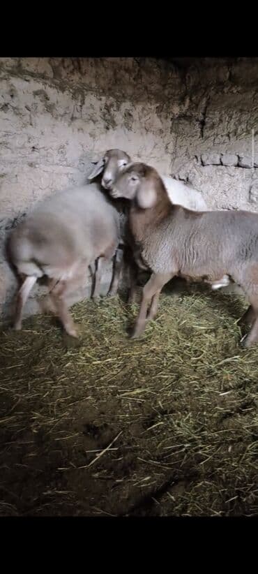 дом животных: Продаю | Баран (самец) | На забой | Племенные — 7