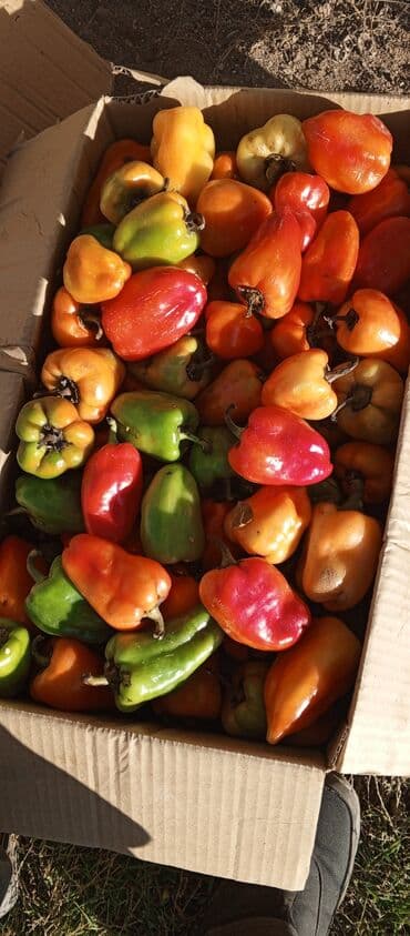 люцерна клевер: Перец Сладкий, В розницу — 3