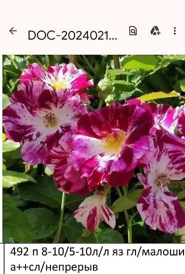 саат часы: Роза Эксплорер (Explorer) - Крупноцветковая чайно-гибридная роза с — 9