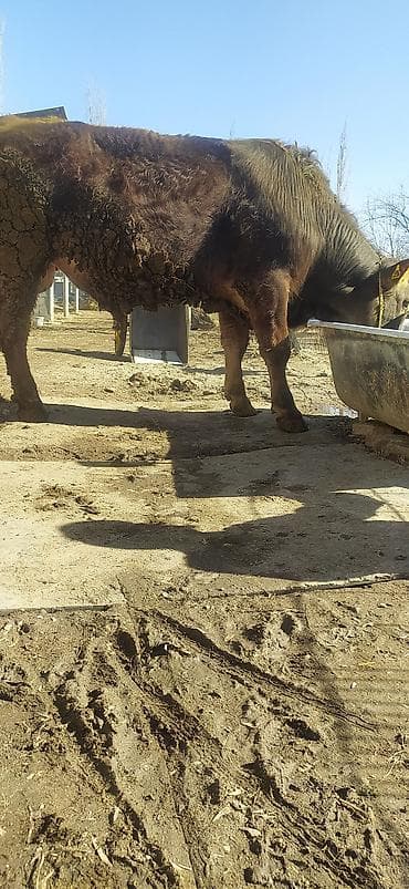 Аквариумы: Продаю | Бык (самец) | На откорм | Племенные — 4