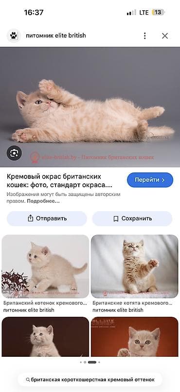 британский короткошерстный кот: Британская короткошёрстная, 6 месяцев, Мальчик, Приучена к лотку — 6