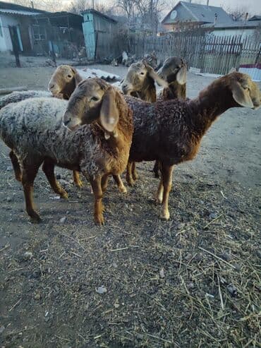 обучение собак: Продаю | Овца (самка) | Для разведения | Племенные — 4