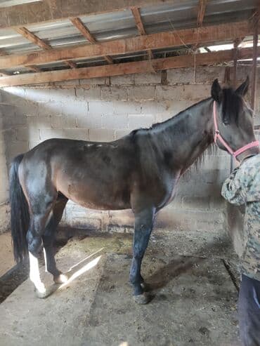 корм для домашних животных: Продаю | Жеребец — 1