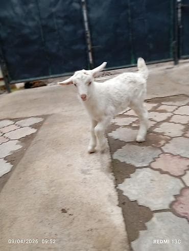 чешские козы: Продаю | Козлёнок | Зааненская | Для молока | Племенные — 4