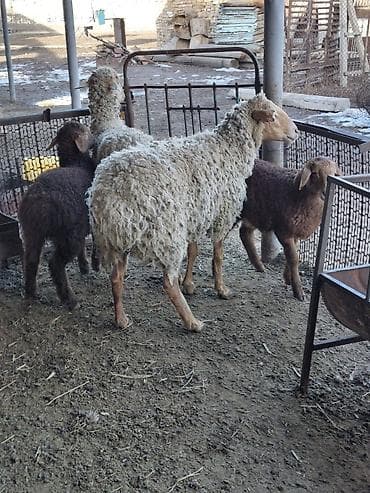 сколько стоит капибара в кыргызстане: Продаю | Овца (самка) | Для разведения — 1