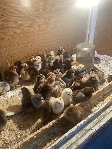 скупка кур: Продаю | Цыплята — 2