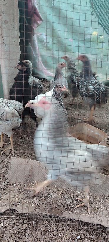 куры живые: Продаю | Цыплята | Домашняя — 3
