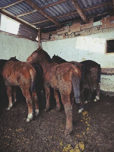 продается собака: Продаю | Жеребенок | Полукровка | Для разведения — 6