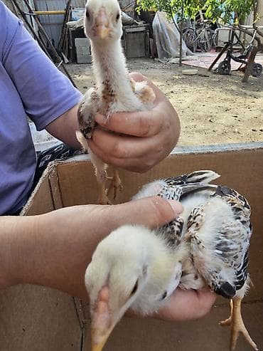 дакан корз: Продаю | Цыплята | Бойцовая, Дакан | Для разведения — 1