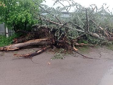 тополя пол: Свежеспиленное дерево (крупномер), ствол с корнем и ветвями. Продаю — 3