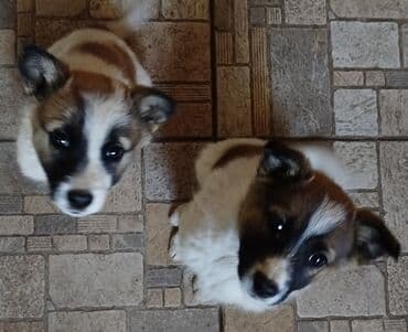 мопс щенок цена: Собака даром: Дворняжка, 2 месяца, Самка — 7