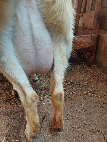 ветеринар чолпон ата: Сатам | Эчки (ургаачы) | Заанен | Сүт алуу үчүн — 3