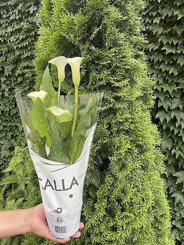 чехии: Калла (Zantedeschia) в горшке - Окраска цветков: классический белый - — 1