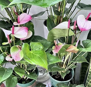 цветок антуриум цена: Антуриум (Anthurium andreanum) — эффектное комнатное растение с — 6
