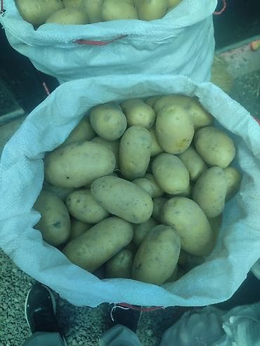 Продукты питания: Картошка — 2