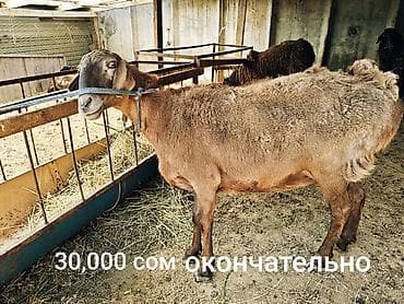 продаётся баран: Продаю | Овца (самка) | Для разведения | Матка — 5