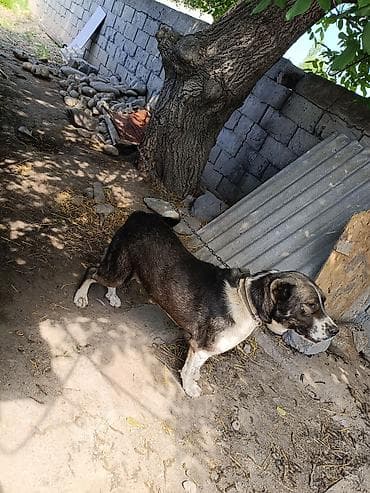 Собака даром: Алабай, 3 года, Самец, С прививкой