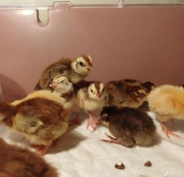 куры доминанты: Продаю | Инкубационные яйца — 5