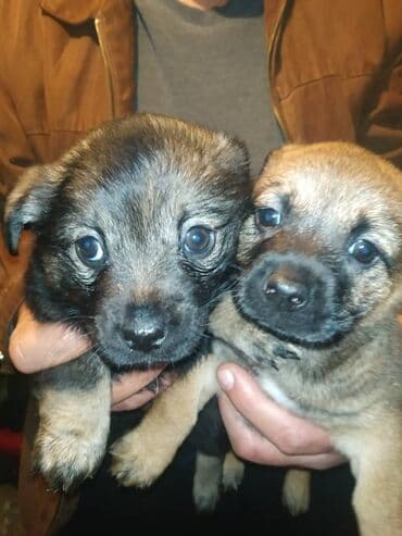 Tank: Щенки метисы небольших пород (пекинес смешанный) - Возраст: примерно — 1