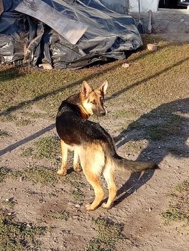 собака азият: Немецкая овчарка, классический черно‑рыжий окрас. Молодая собака со — 5