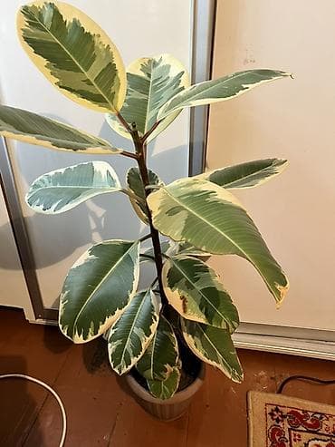 цветок фуксия: Фикус эластика вариегатный (Ficus elastica Tineke) 70- 80см - — 1
