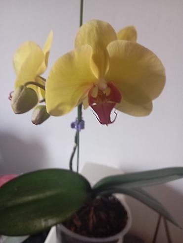 Пальмы: Орхидея фаленопсис в прозрачном горшке. - Окраска цветков — 1