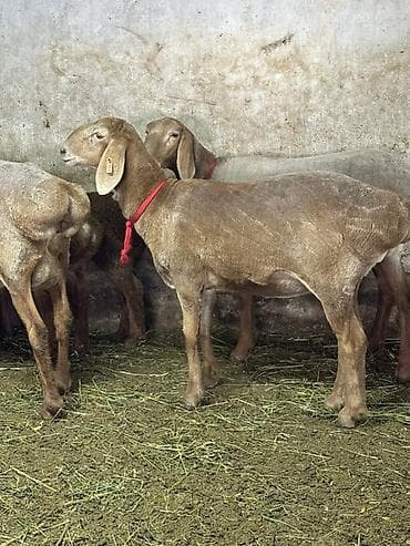 куплю корм для животных: Продаю | Овца (самка) | Для разведения | Ярка — 1