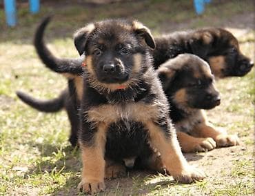 шенки немецкой овчарки: Щенки немецкой овчарки родившиеся 27 марта папа длинношерстный мама — 1