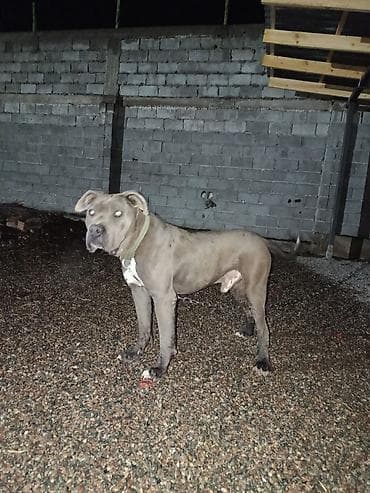 собаки стаф: Питбуль, 11 месяцев, Самец — 7