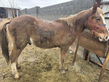 кой союп: Сатам | Тай, Байтал | Жумушка — 3