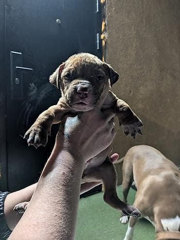 американский бультерьер: Щенки от породистых родителей, Питбуль Возраст — 3–4 недели на фото — 10