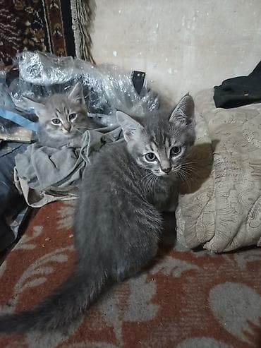 сколько стоит сибирская кошка: Серые котята с классическим тигровым рисунком табби. - Окрас — 2