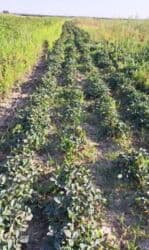 долгосрочная аренда домов арча бешик: 100 соток, Для сельского хозяйства, Красная книга — 3