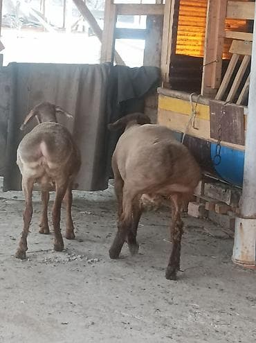 ит албай: Сатам | Ургаачы кой (ургаачы), Кочкор (эркек) | Арашан | Көбөйтүү үчүн | Ургаачы — 3