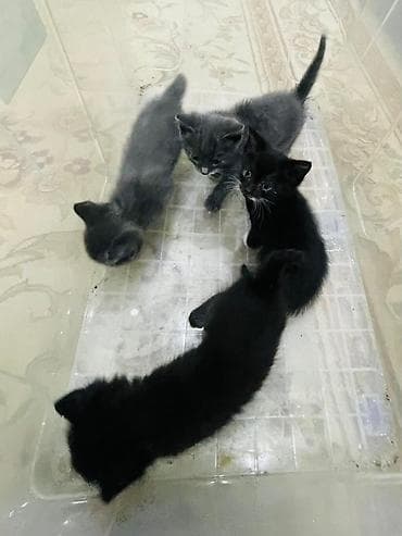 чёрные котята: Котята, помёт из 4 малышей: - Окрас: 2 чёрных, 2 серых (у одного — 5