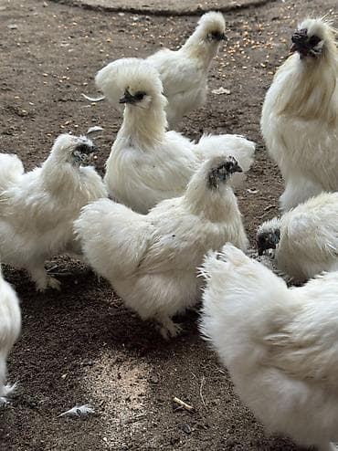 кара балта корова: Продаю | Куры, Петух — 1