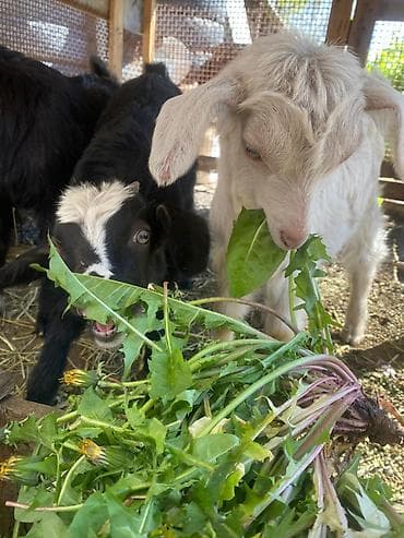 Сатам | Улак | Аргын | Көбөйтүү үчүн | Асыл тукумдуу — 4