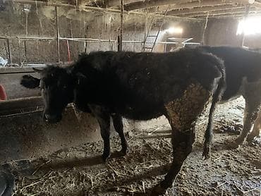 корова голштинской: Продаю | Тёлка | На откорм | Привязанные — 4