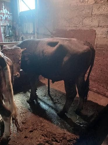 продаю страусов: Продаю | Бык (самец) | На откорм | Племенные — 3