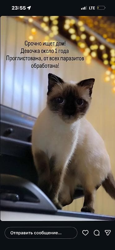 🐾 В добрые руки — сиамская кошечка! 🐾 Ищет заботливых и любящих
