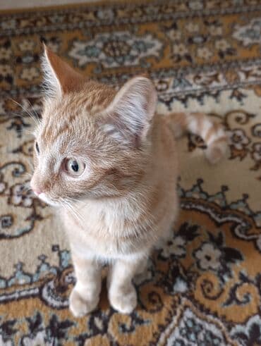 животные коты: Кошка даром: Беспородная, Мальчик — 5